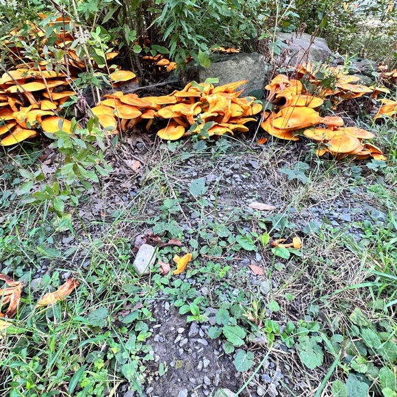 Item show for run - Picture 3 of 3